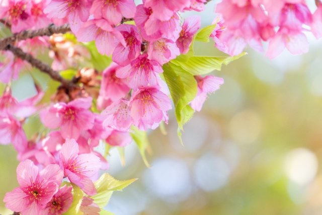 奄美の緋寒桜のフラワーエッセンスです。