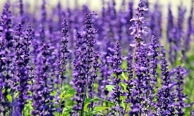 ラベンダーは鮮やかな紫色と心地よい香りが魅力の花です。